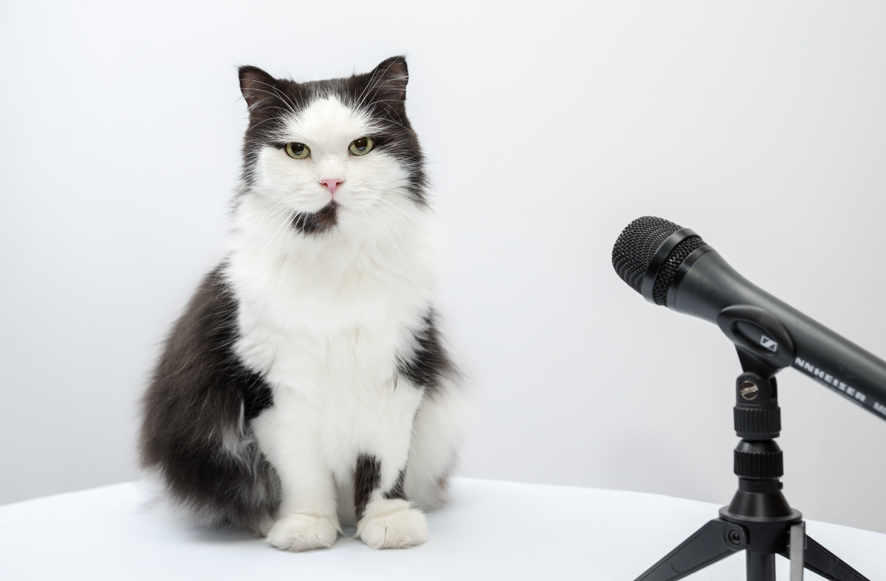 5 говорящих кошек. Фотография студийная кота. Кошечка говорит в микрофон.
